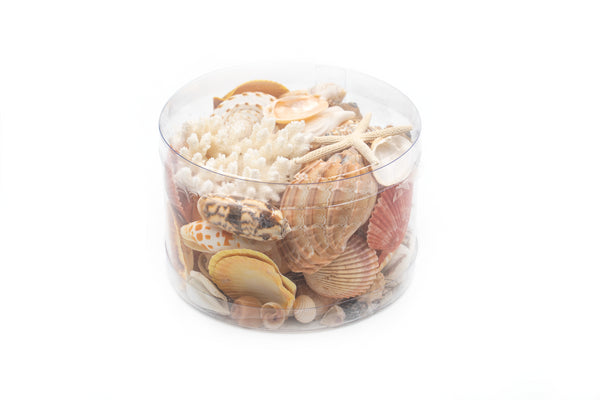 Premium Coral and Seashell Pack - Peaches and Cream